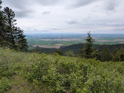 Spring on the Palouse